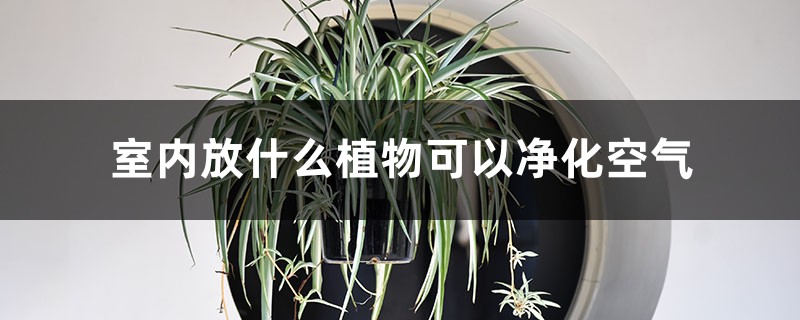 室内放什么植物可以净化空气