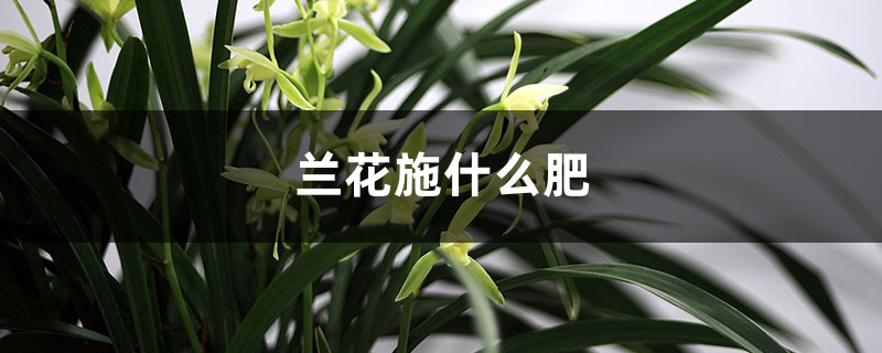 蘭花施什么肥