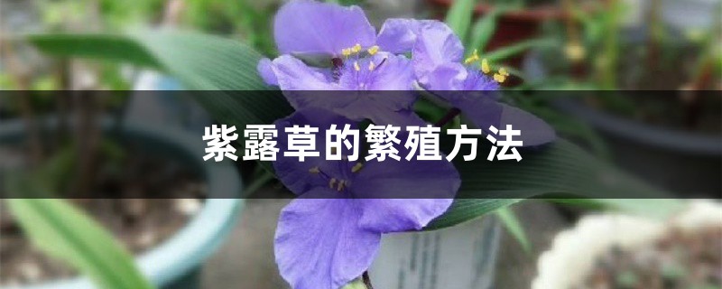 紫露草的繁殖方法
