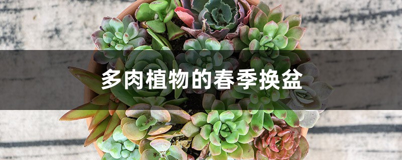 多肉植物的春季換盆