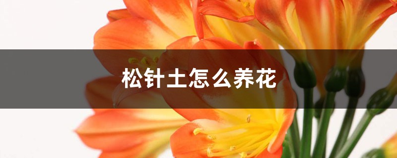 松針土怎么養(yǎng)花