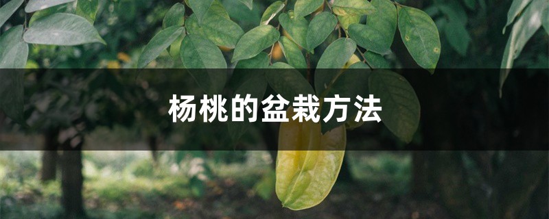杨桃的盆栽方法