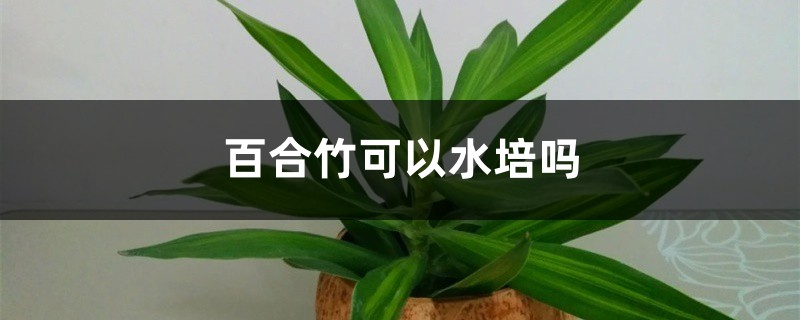 百合竹可以水培吗