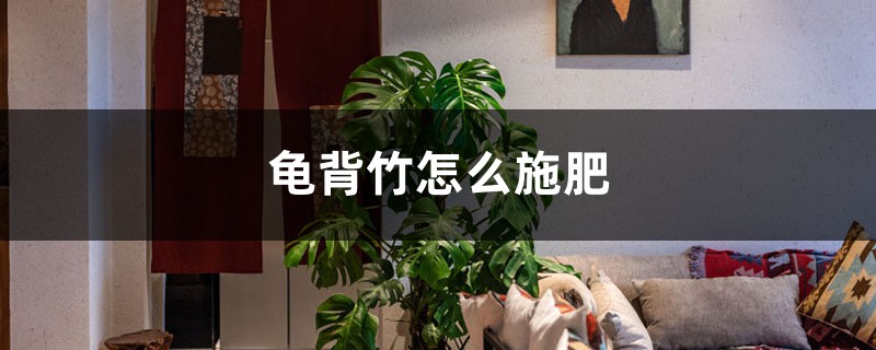 龜背竹怎么施肥？