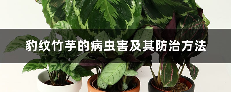 豹纹竹芋的病虫害及其防治