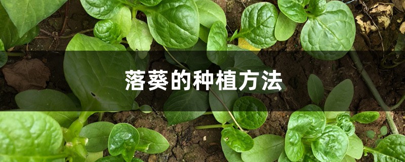 落葵的种植方法