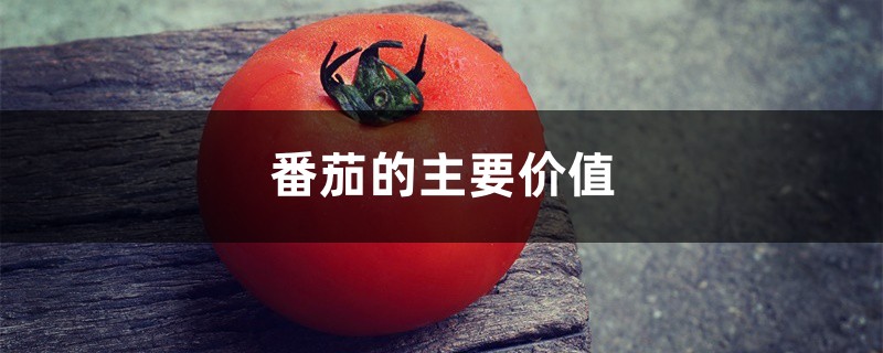 番茄的主要价值
