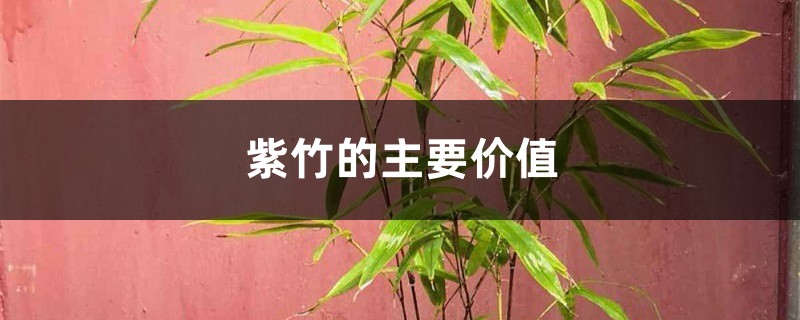 紫竹的主要價(jià)值