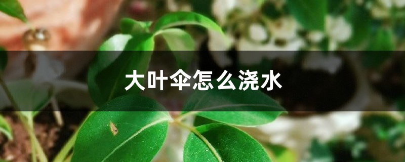 大葉傘怎么澆水