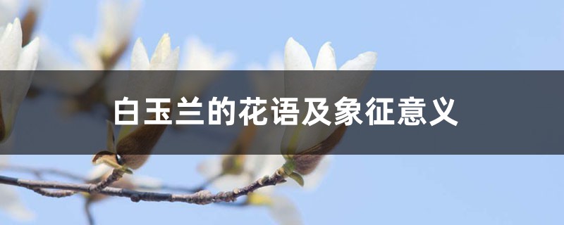 白玉兰的花语及象征意义