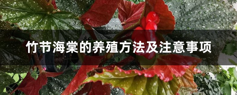 竹节海棠的养殖方法及注意事项