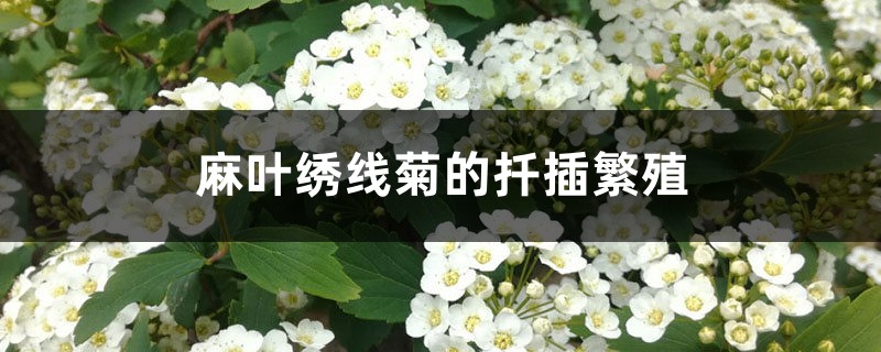 麻叶绣线菊的扦插繁殖