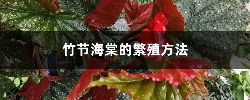 竹节海棠的繁殖方法
