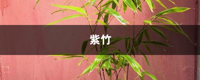 紫竹的叶子发黄怎么办？找到原因很关键！