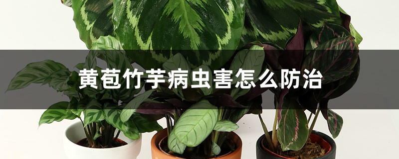 黄苞竹芋的病虫害防治方法