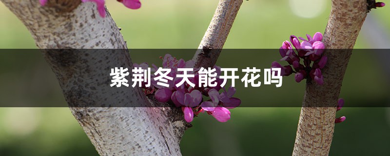 紫荆冬天能开花吗