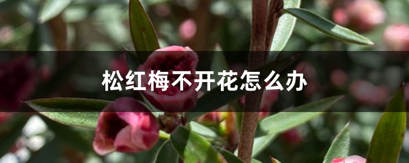 松紅梅不開花怎么辦