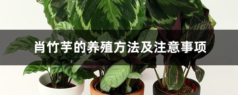 肖竹芋的养殖方法及注意事项