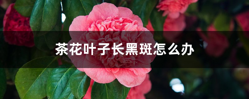 茶花葉子長(zhǎng)黑斑怎么辦