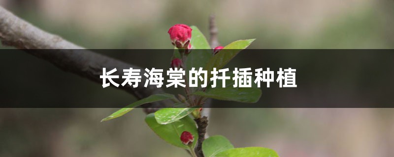 长寿海棠的扦插种植