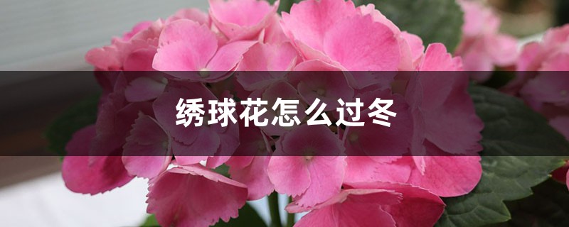 绣球花怎么过冬