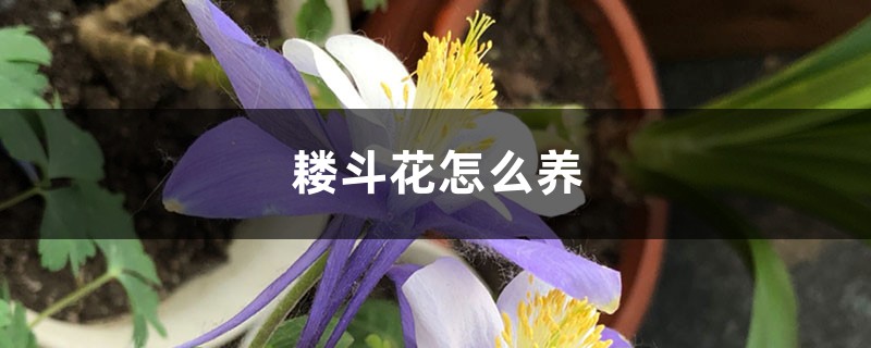 耧斗花怎么养