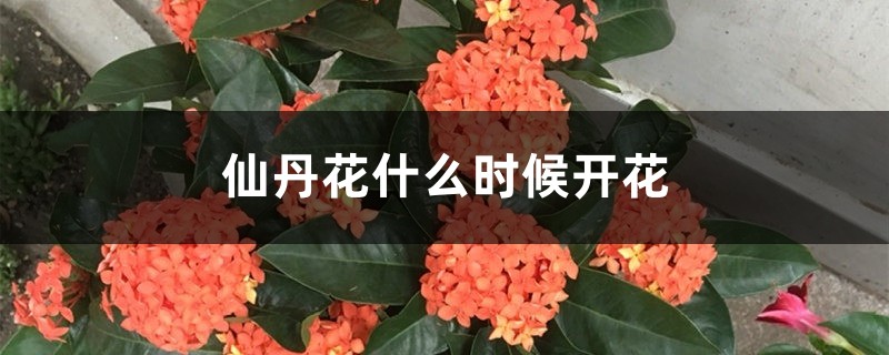 仙丹花什么時候開花