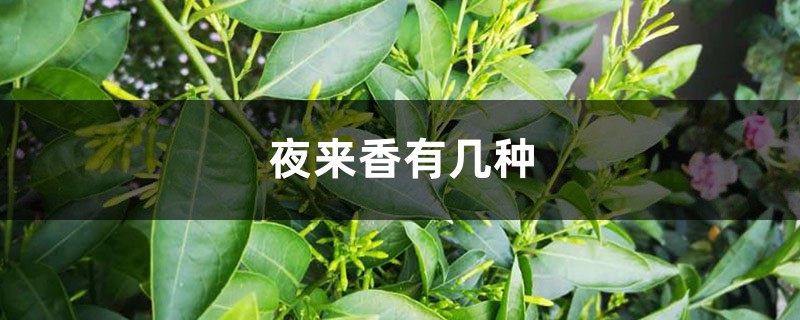 分不清楚夜來(lái)香的品種？掌握這幾點(diǎn)，輕松區(qū)分！