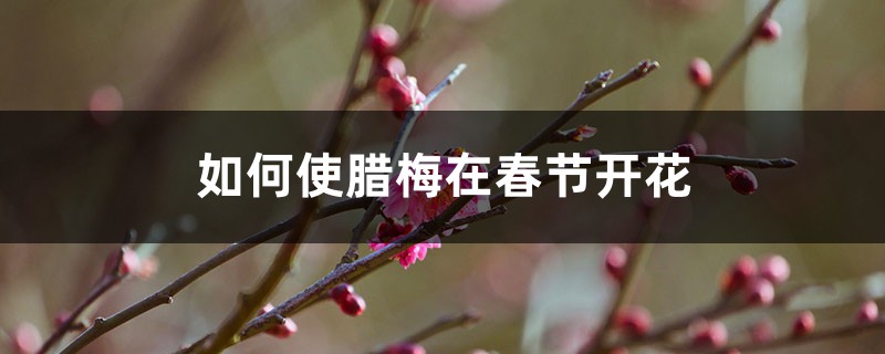 如何使腊梅在春节开花