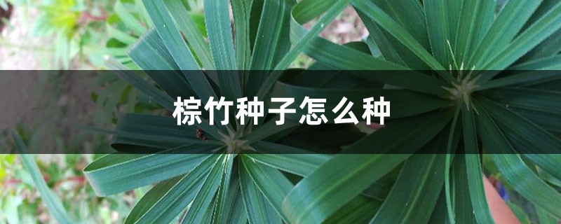 棕竹种子怎么种