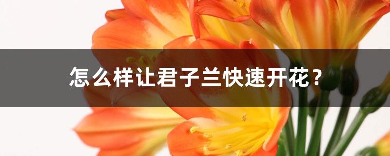 怎么樣讓君子蘭快速開(kāi)花？