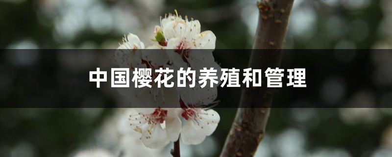 中国樱花的养殖和管理