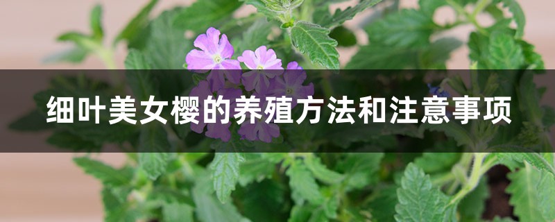 細(xì)葉美女櫻的養(yǎng)殖方法和注意事項(xiàng)