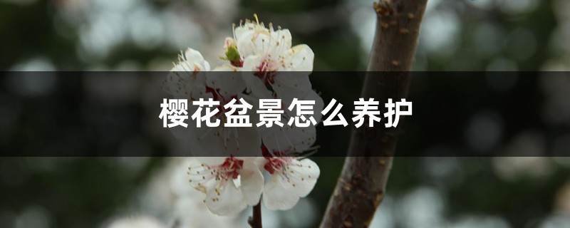 樱花盆景怎么养护