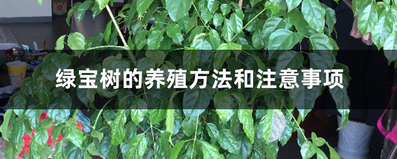 绿宝树的养殖方法和注意事项