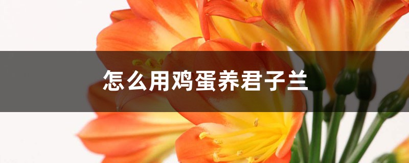 怎么用雞蛋養(yǎng)君子蘭