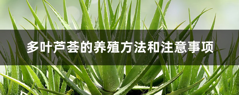 多葉蘆薈的養(yǎng)殖方法和注意事項(xiàng)