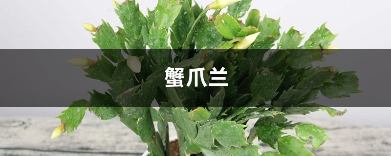 蟹爪蘭這么嫁接，一看就學(xué)會，花量暴增不爛根！