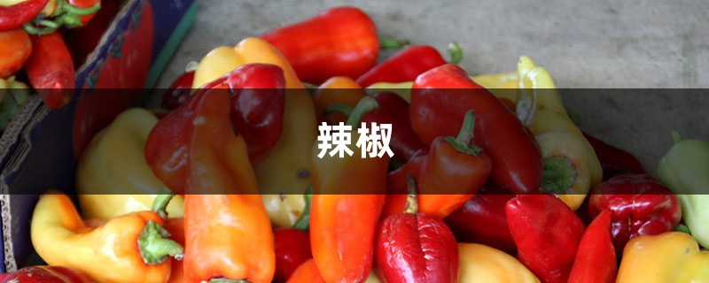 阳台种盆小辣椒，边吃边摘，根本不用买！