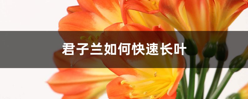 君子蘭如何快速長(zhǎng)葉