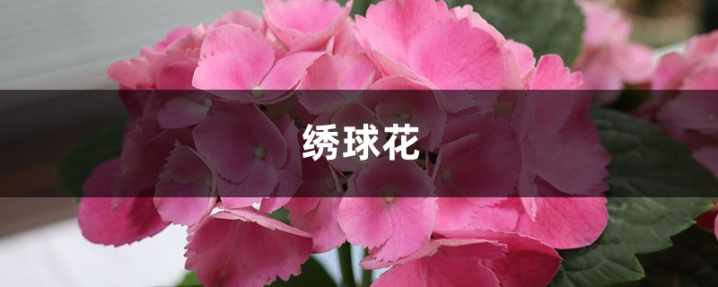 室內(nèi)繡球這么養(yǎng)，剪個(gè)枝種十盆，一分錢(qián)不花！