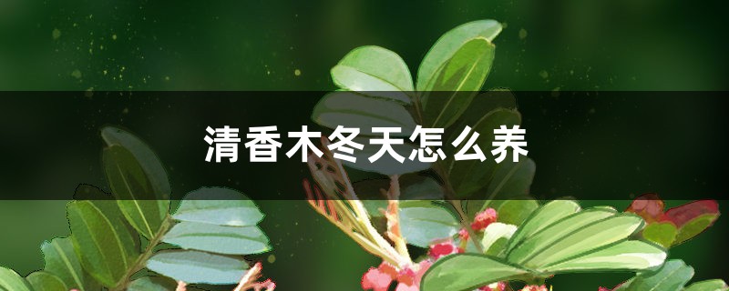 清香木冬天怎么養(yǎng)