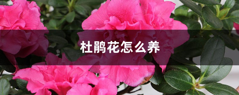 杜鵑花怎么養(yǎng)