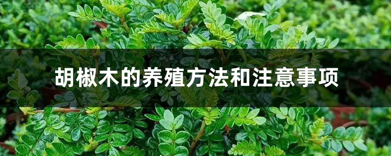 胡椒木的養(yǎng)殖方法和注意事項