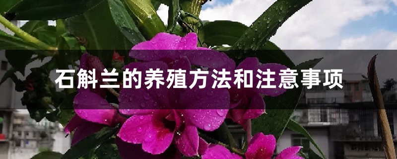 石斛蘭的養(yǎng)殖方法和注意事項