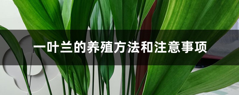 一叶兰的养殖方法和注意事项