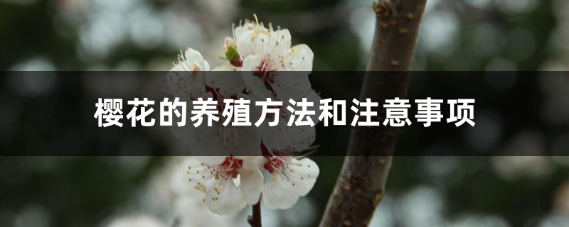 樱花的养殖方法和注意事项