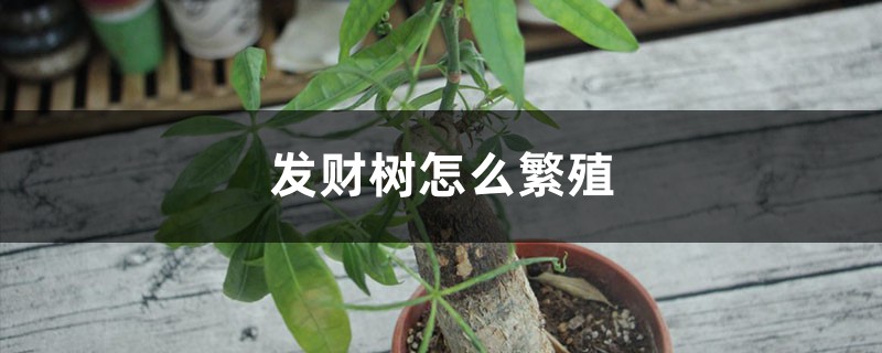 發(fā)財(cái)樹怎么繁殖