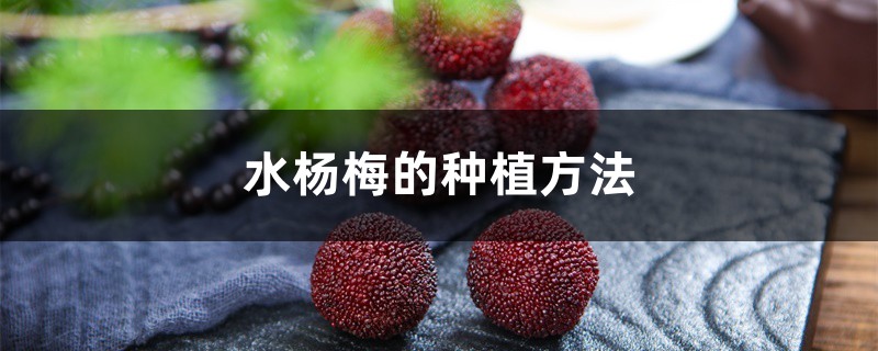 水杨梅的种植方法