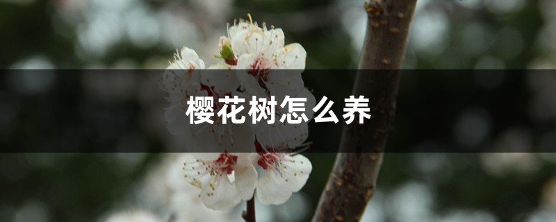 樱花树怎么养
